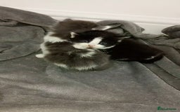 Bombay cats for sale: BombayxRagdoll kitties  - Image 3