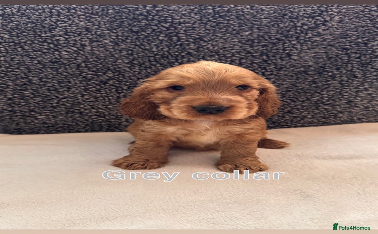 Cocker Spaniel dogs - Advert 14