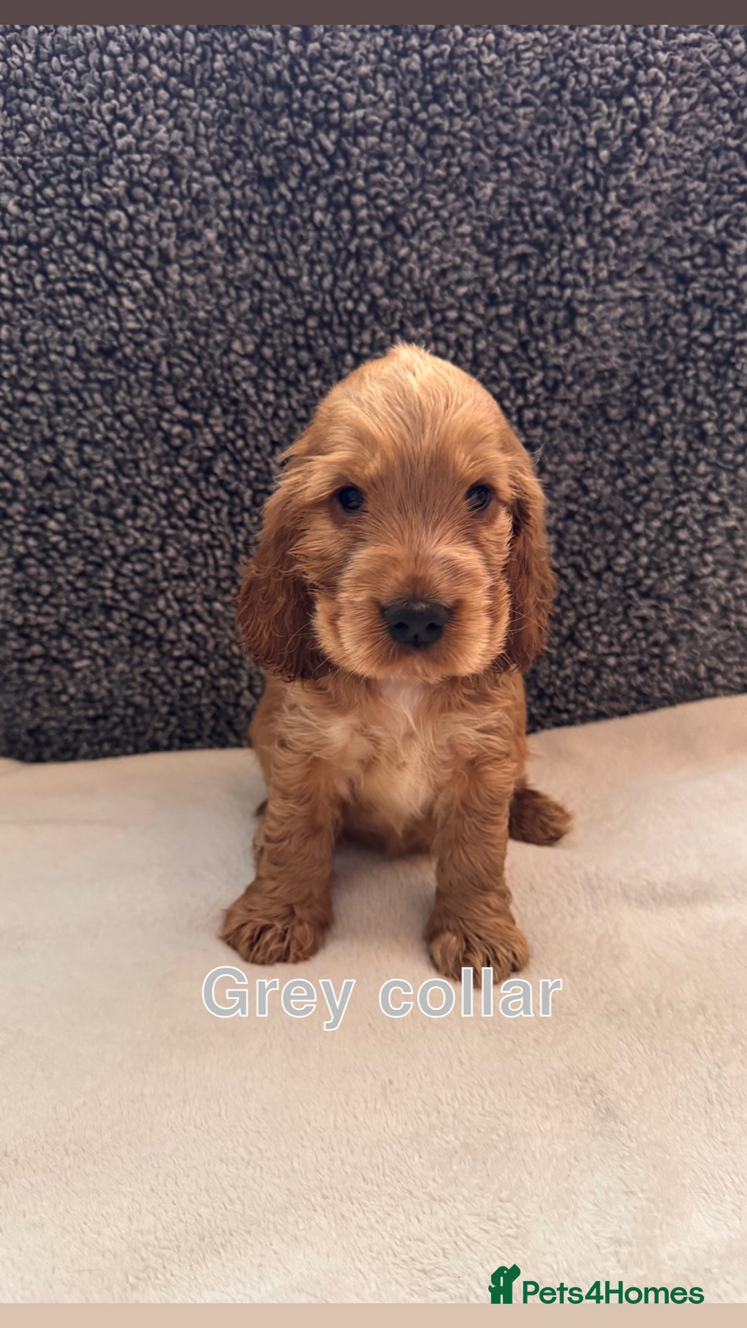 Cocker Spaniel dogs for sale: Full pedigree Show Cocker Spaniel Puppies 🐾 - Image 1