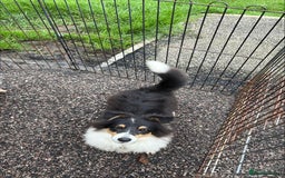 Shetland Sheepdog dogs for sale: Shetland sheepdog - Image 1