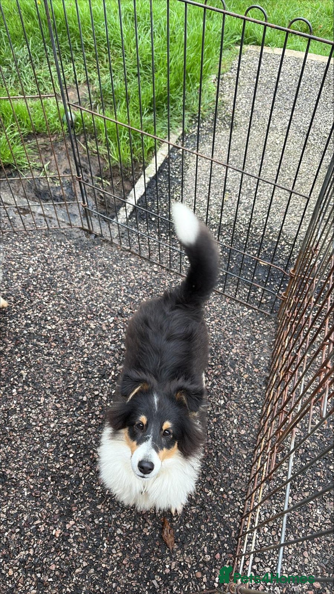 Shetland Sheepdog dogs for sale: Shetland sheepdog - Image 1