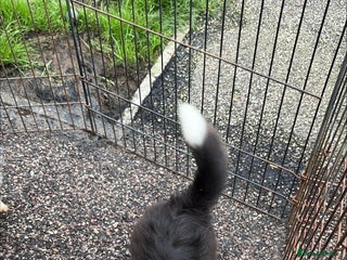 Shetland Sheepdog dogs for sale - Advert 1