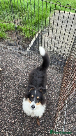 Shetland Sheepdog dogs - Advert 1