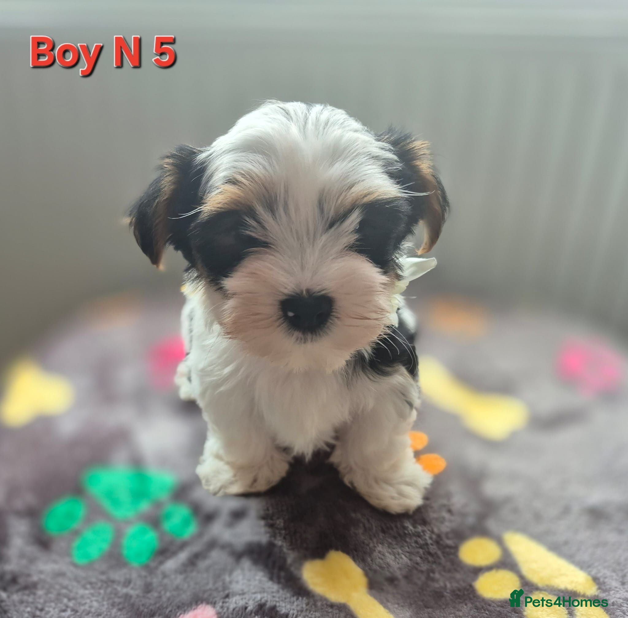 Biewer Terrier dogs Biewer Terrier Puppies, READY NOW - Advert 1