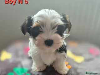 Biewer Terrier dogs Biewer Terrier Puppies, READY NOW - Advert 1