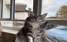 Maine Coon cats for sale: GCCF Pedigree Russian line Maine Coon - Advert 3