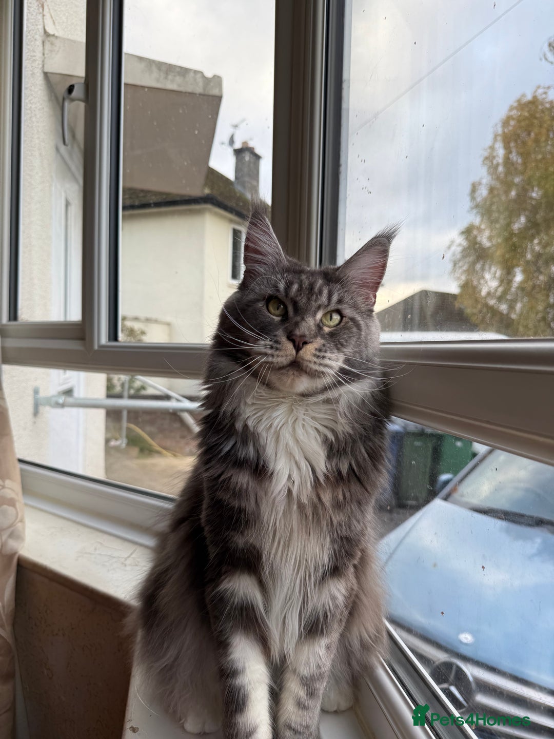 Maine Coon cats for sale: GCCF Pedigree Russian line Maine Coon - Advert 3