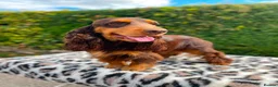 Cocker Spaniel dogs for sale: Sagrisieo’s KC Show type Cocker Spaniels - Advert 10