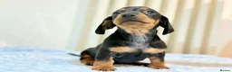Miniature Dachshund dogs for sale: MINI DACHSHUND PUPPIES  - Advert 1
