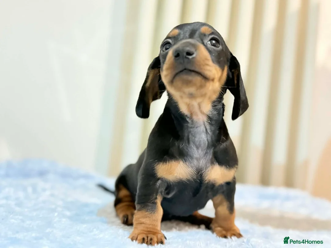 Miniature Dachshund dogs for sale: MINI DACHSHUND PUPPIES  - Advert 1