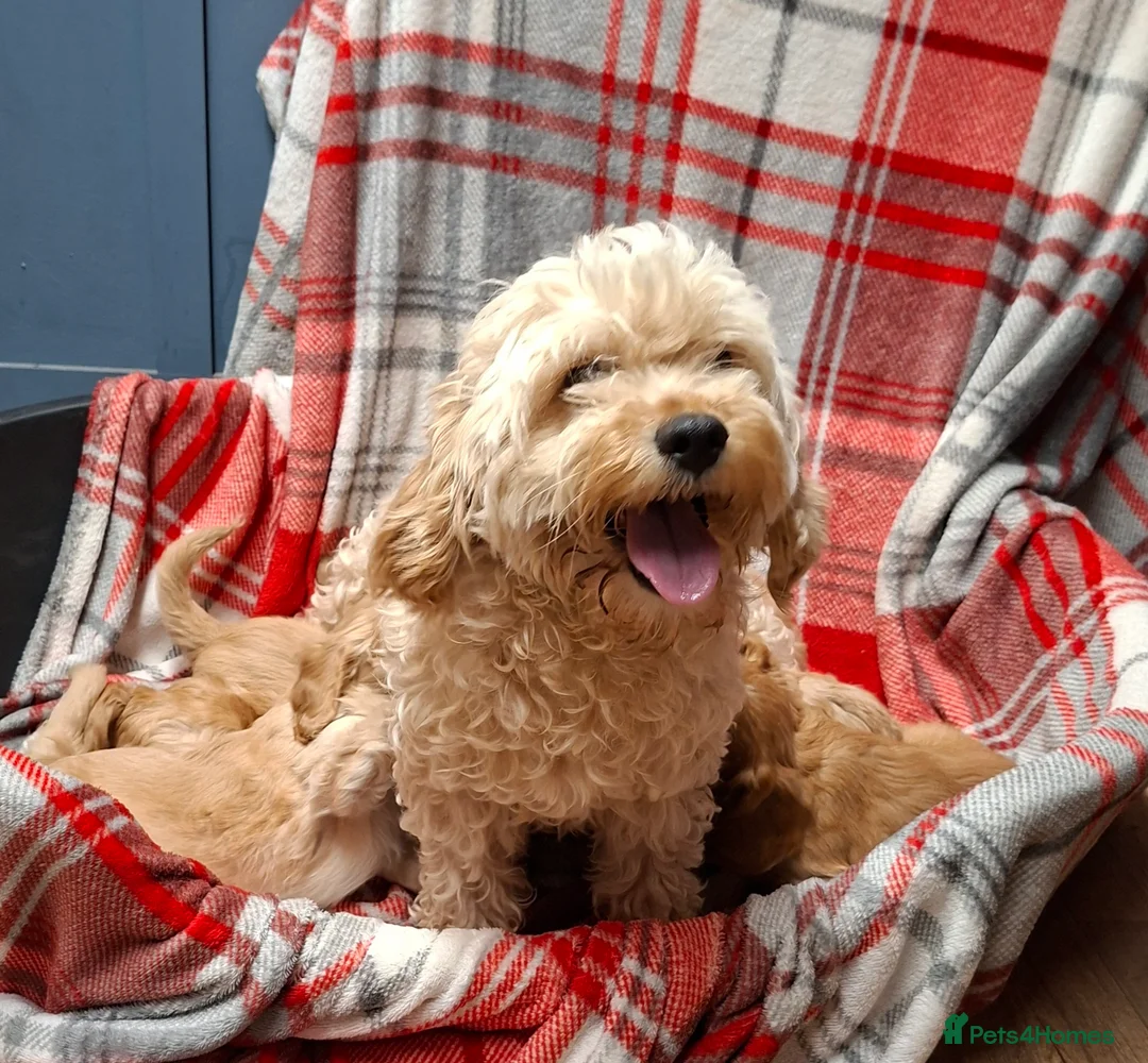 Cavapoochon dogs for sale: Cavapoochon Puppies for Sale - Advert 7