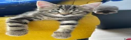 British Shorthair cats for sale: 1 Adorable little guy left - Advert 8