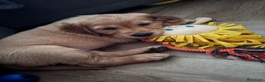 Golden Retriever 9