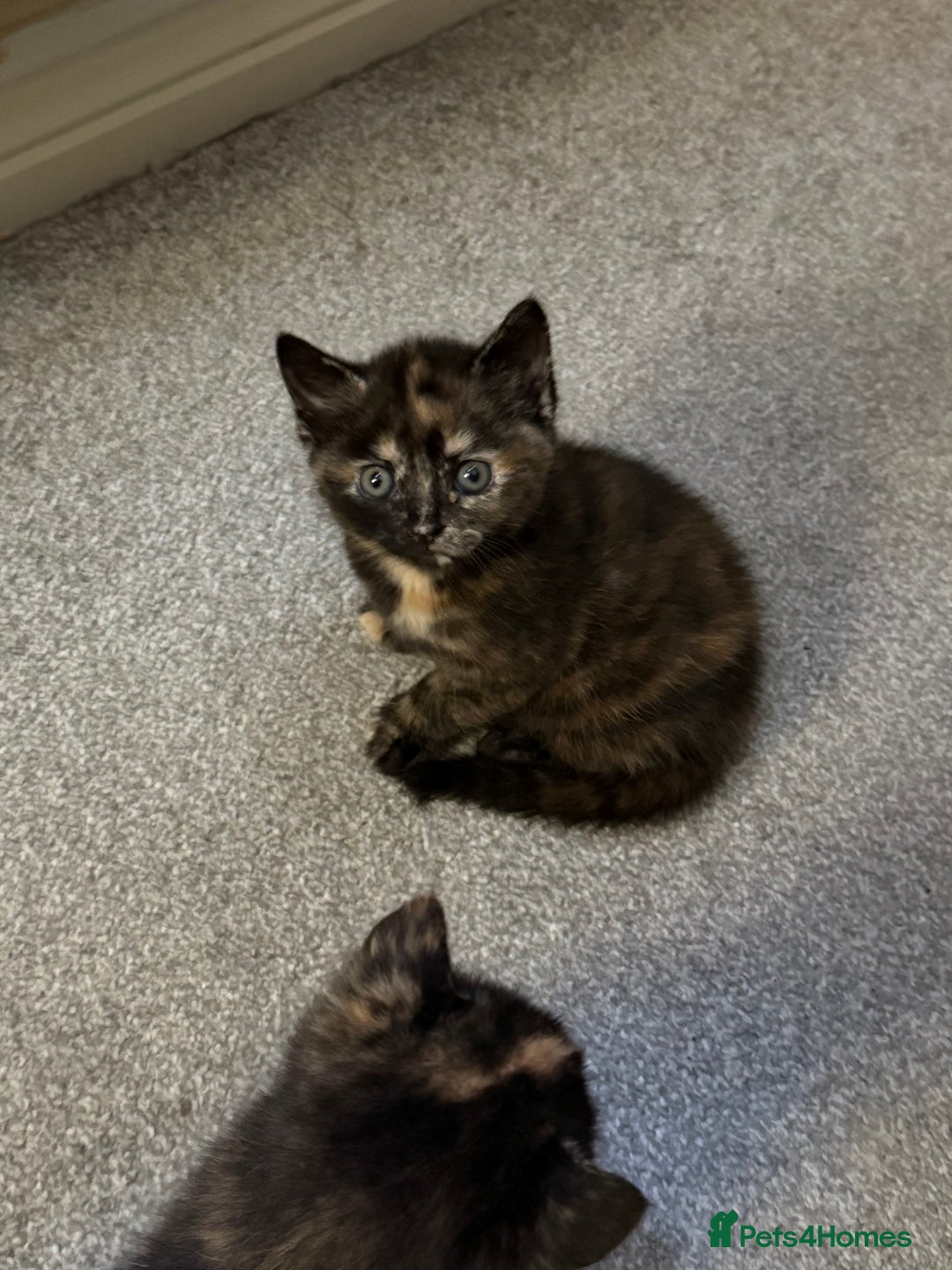 Mixed Breed cats for sale: 4 Gorgeous babies looking for their forever homes  - Advert 6