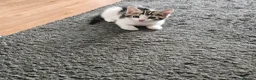 Mixed Breed cats for sale: 3 female Kittens for sale - Advert 3