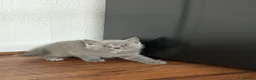 British Shorthair cats for sale: 2 British shorthair kittens - Advert 2