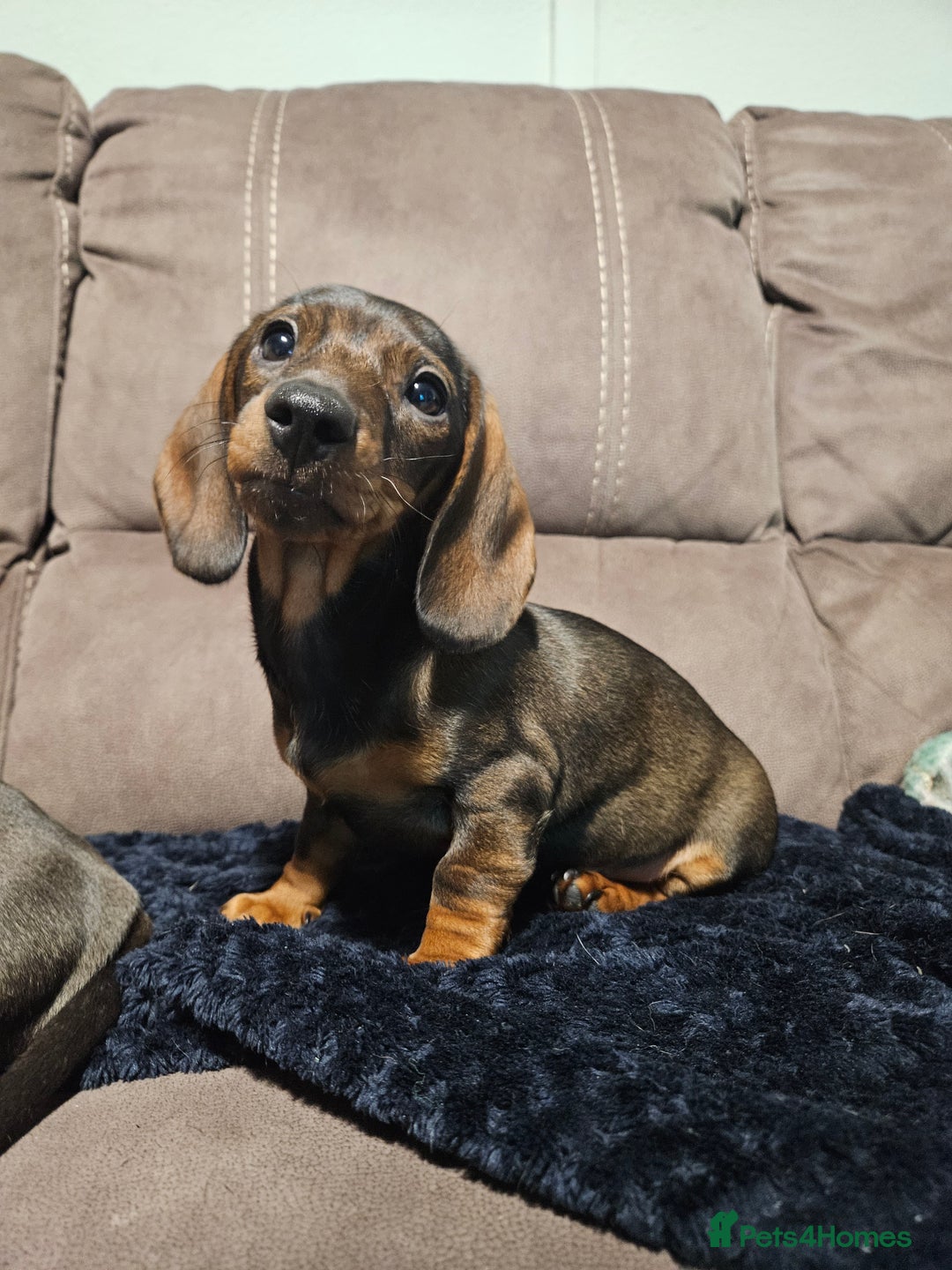 Dachshund dogs for sale: Girl pup for sale - last of her litter!  - Advert 3
