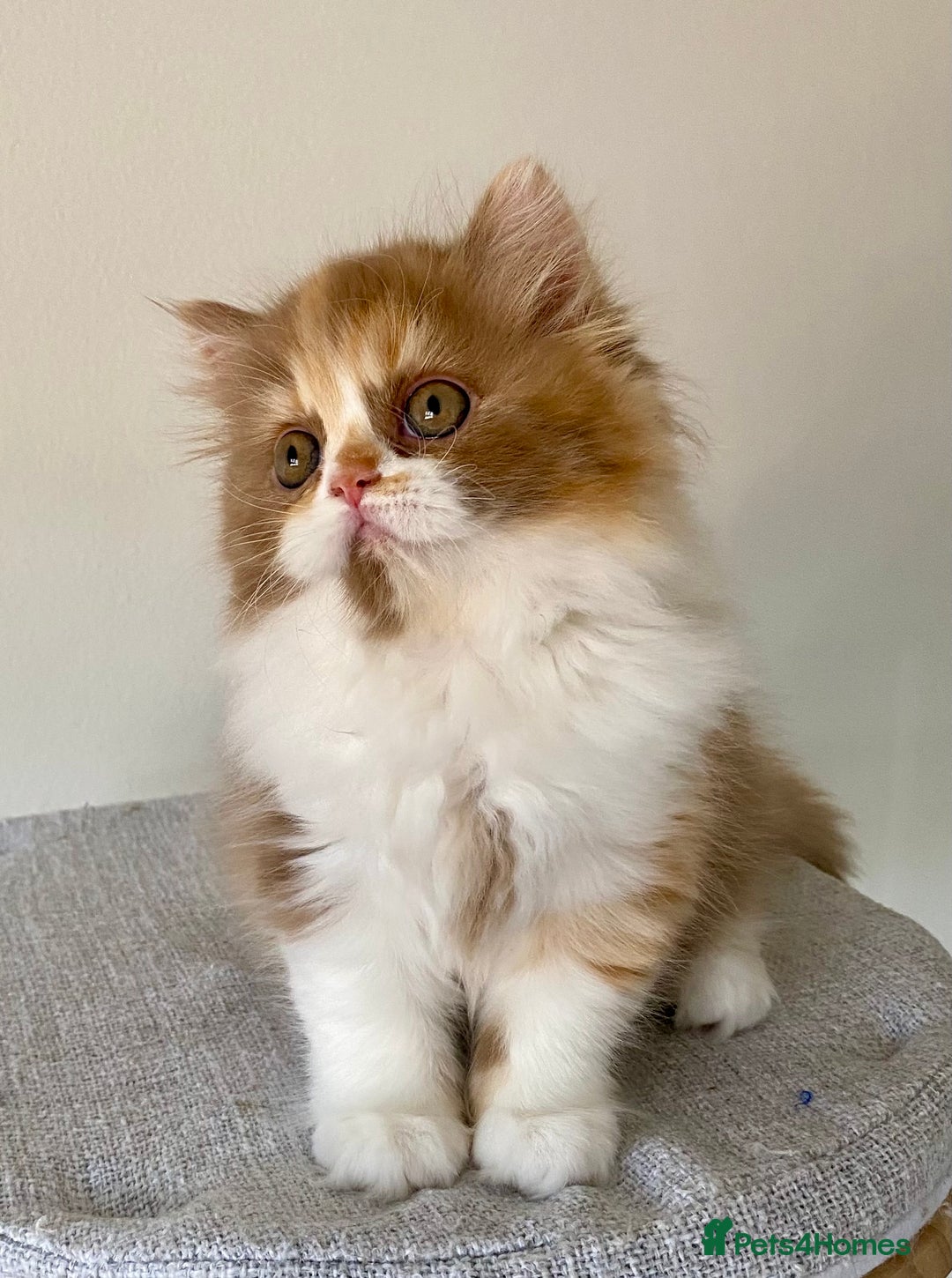 British Longhair cats for sale: Champion line kittens - Image 19