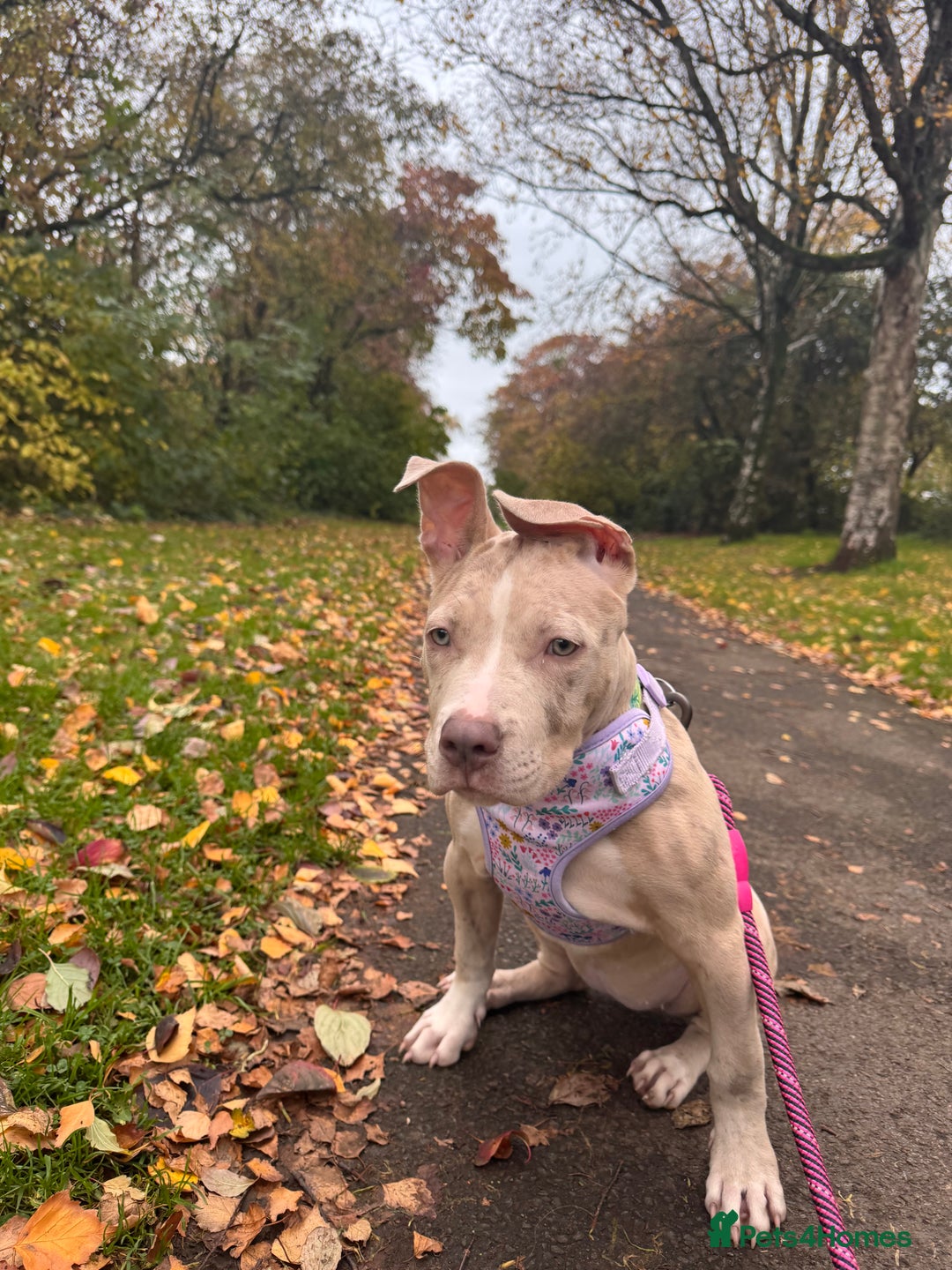 Mixed Breed dogs for sale: Sandy - Advert 17