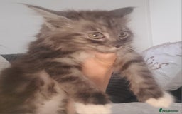 Maine Coon cats for sale: Maine coon X  - Image 8