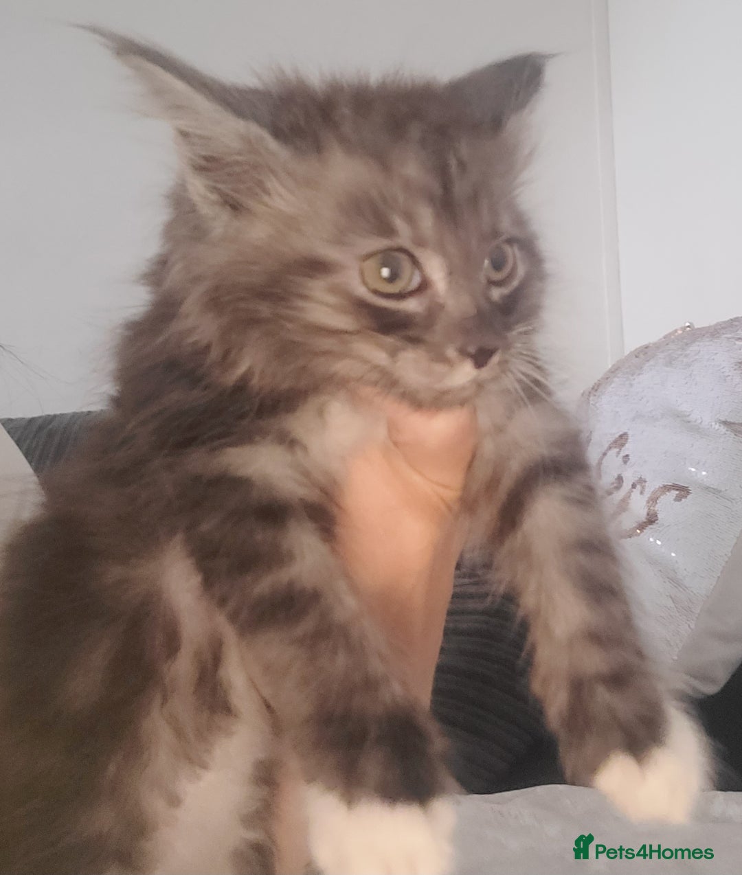 Maine Coon cats for sale: Maine coon X  - Image 8