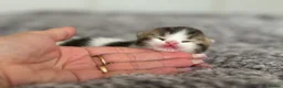 British Shorthair cats for sale: Choc/black ticked tabby white TICA reg  - Advert 13