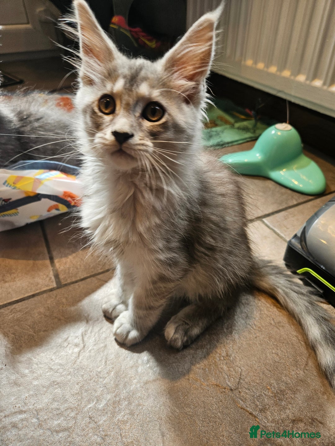 Maine Coon cats for sale: 💖READY NOW💖health tested 💖pure pedigree - Image 24
