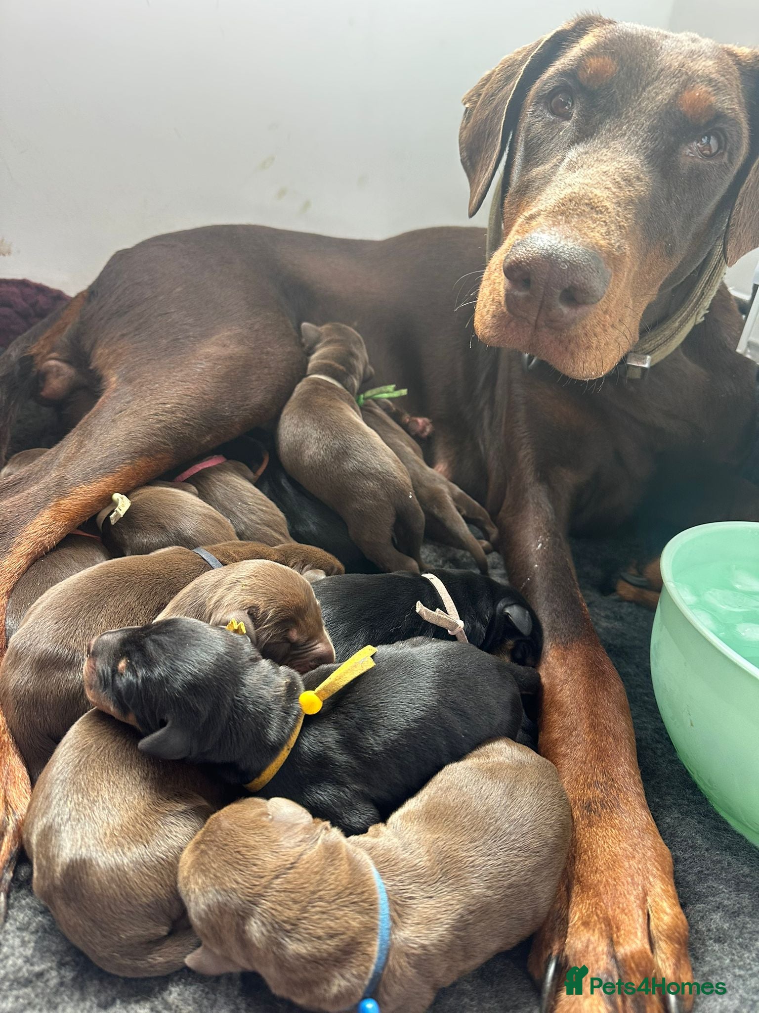 Dobermann dogs Beautiful family dobermans  - Advert 8