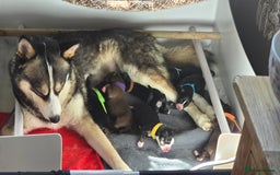 Pomsky dogs for sale: Pomsky F3 Pups -Read Descp - Image 12