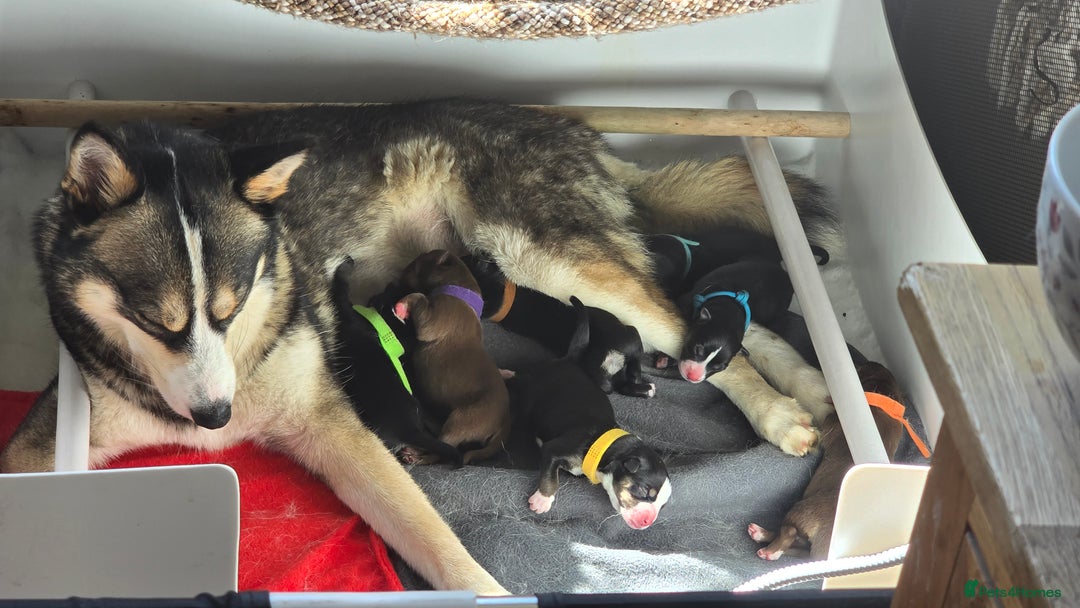 Pomsky dogs for sale: Pomsky F3 Pups -Read Descp - Image 12