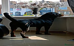 Rottweiler dogs for stud: Male rottweiler stud in Liverpool - Image 7
