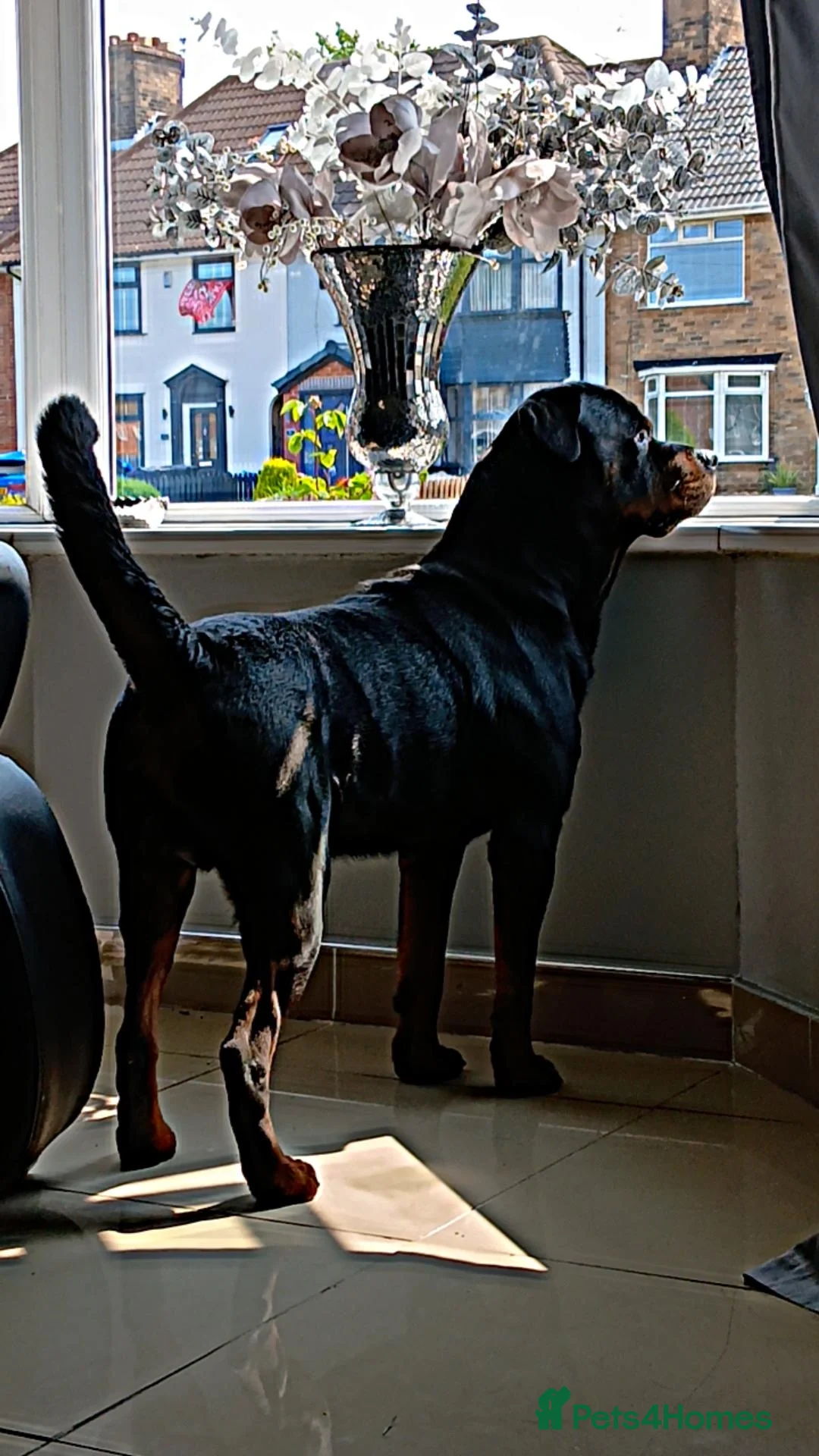 Rottweiler dogs for stud: Male rottweiler stud in Liverpool - Image 7