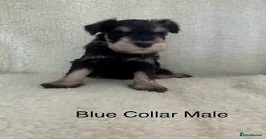 Miniature Schnauzer dogs - Advert 1