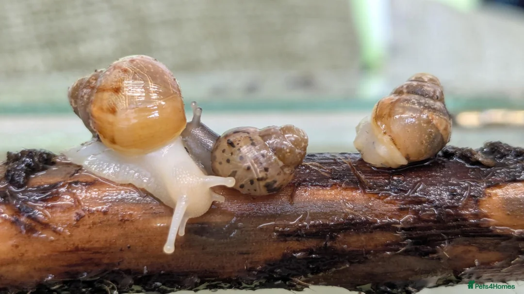 Snails invertebrates for sale: Giant African Land Snails  - Advert 2