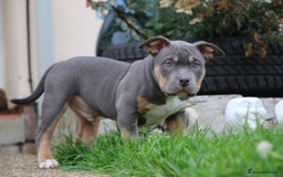 American Bully dogs for sale: GrCh Big Bounty x TIKTOK litter - Image 8