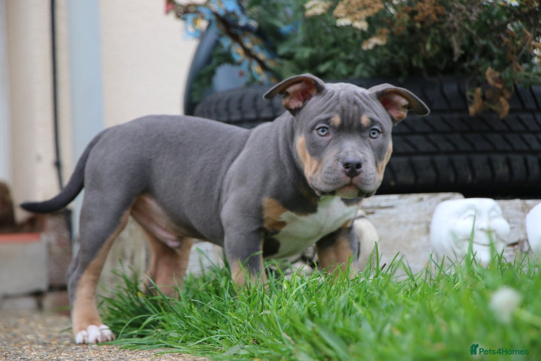 American Bully dogs for sale: GrCh Big Bounty x TIKTOK litter - Image 8