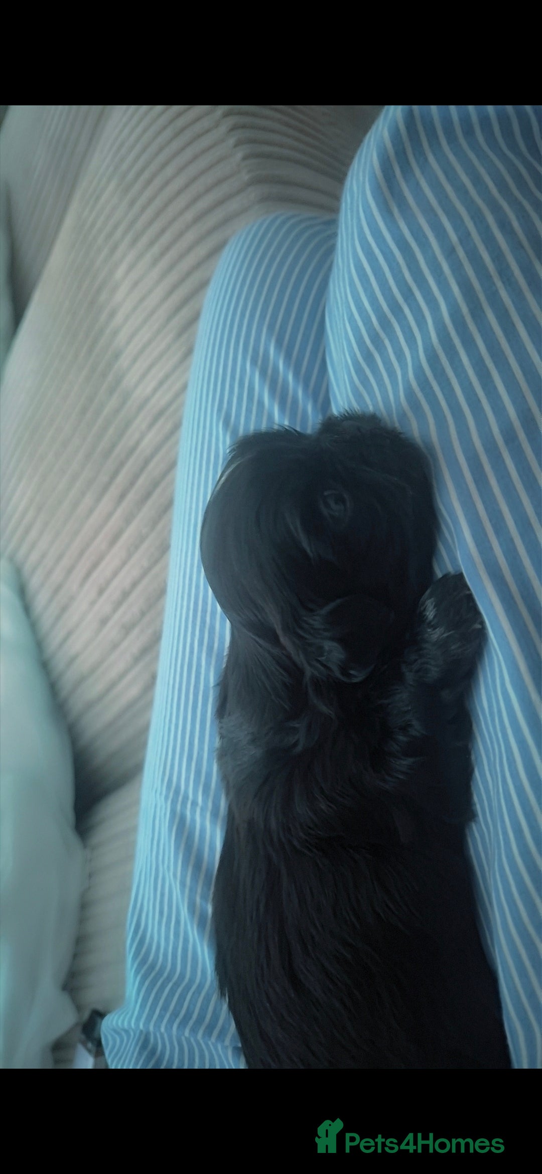 Shih Tzu dogs for sale: Imperial Shihtzu puppies - Image 12