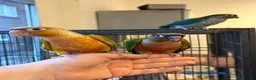 Conures birds for sale: Hand reared conure parrots  - Advert 5