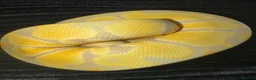 Python Snake reptiles for sale: Female Albino Ball Python possible Toffino young  - Advert 5