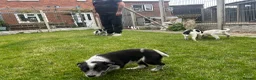 Mixed Breed dogs for sale: Australian cattle dog X Collie Greyhound  - Advert 17