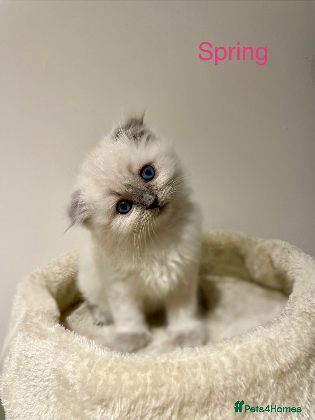 Ragdoll cats for sale: Exquisite, truly unique Ragdolls & Ragfold kittens - Advert 12