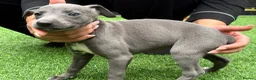 Whippet dogs for sale: Whipets Puppies - Advert 13