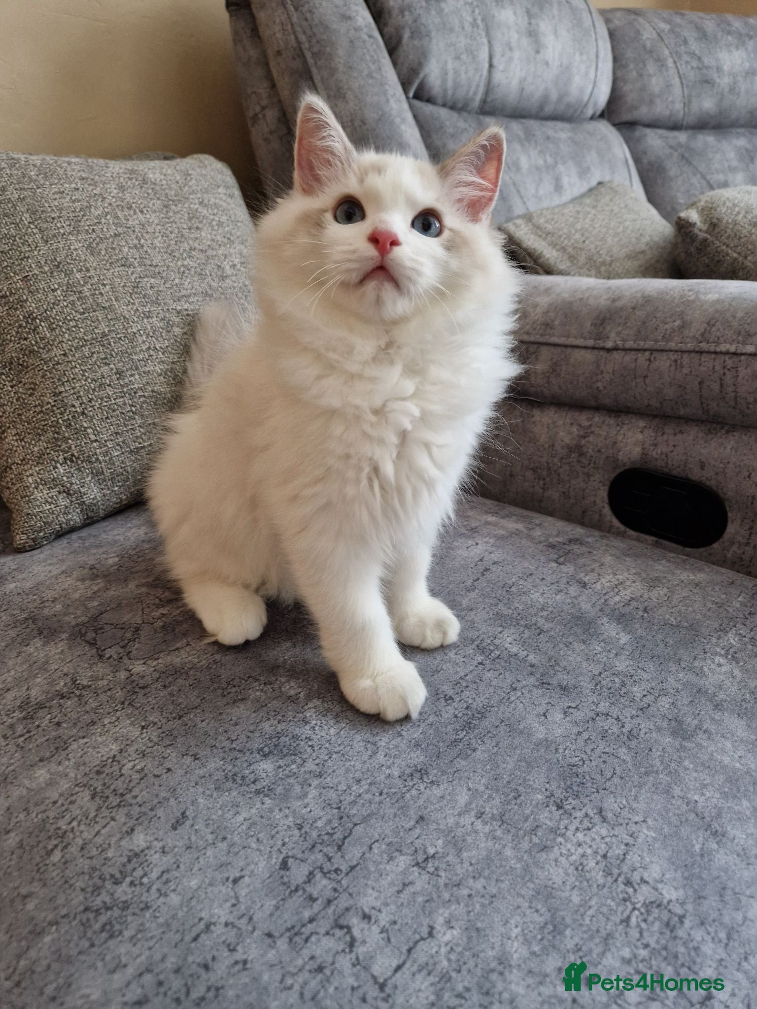 Ragdoll cats Stunning Blue Bicolour Boy - Advert 17