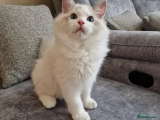 Ragdoll cats Stunning Blue Bicolour Boy - Advert 17