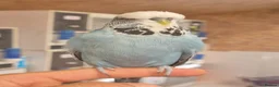 Budgerigars birds for sale: available Pet, breeding or tamed - Advert 4