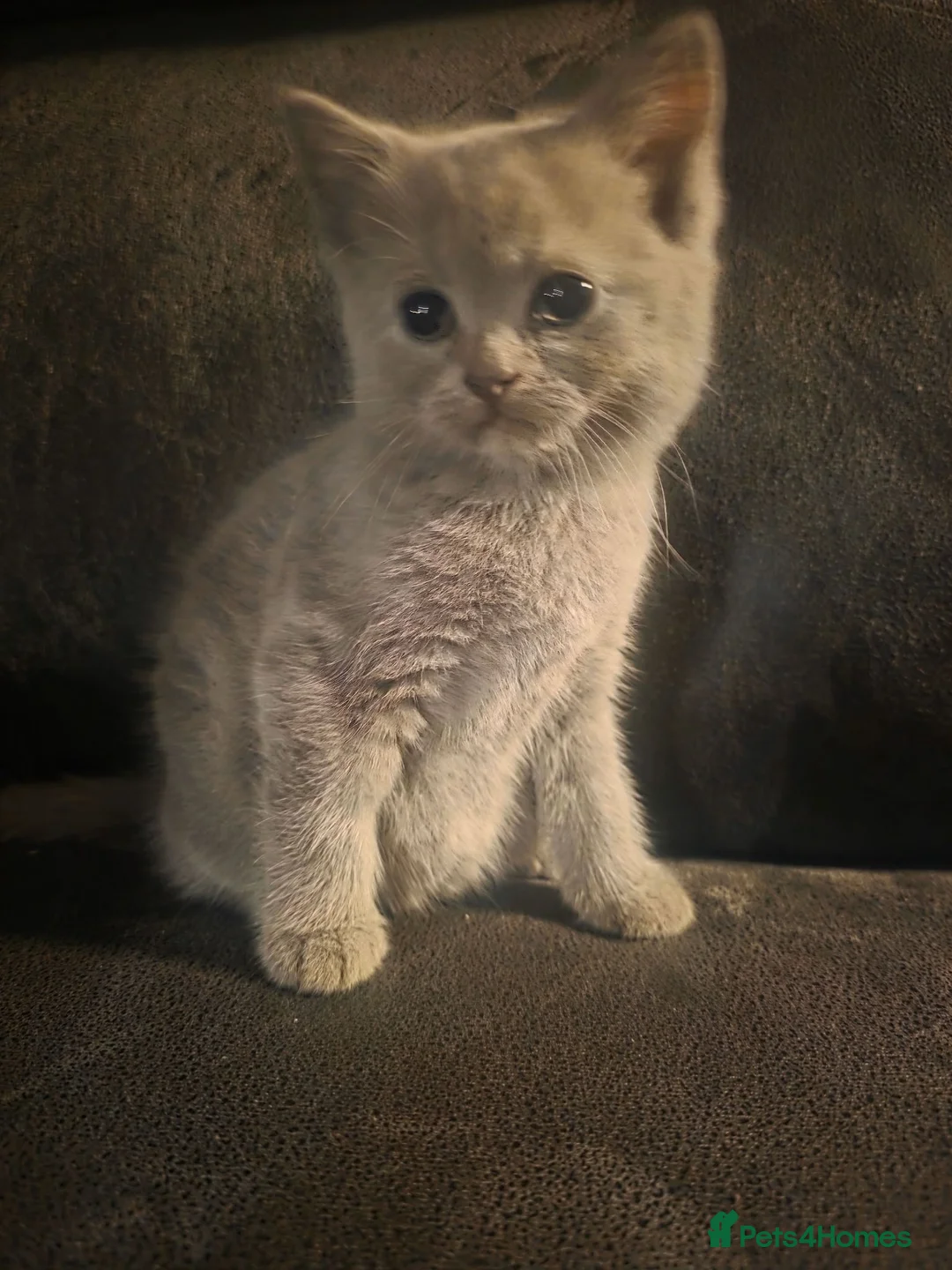 Scottish Fold cats for sale: Scottish fold straight ears - Advert 3