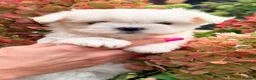 Maltese dogs for sale: Beautiful Mini Maltese Puppy - Korean Bloodlines - Advert 14