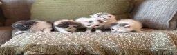 Exotic cats for sale: Exotic Persian  in Birmingham - Advert 5