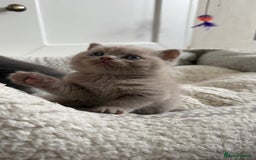 British Shorthair cats for sale: Stunning British short hair kittens  - Image 3