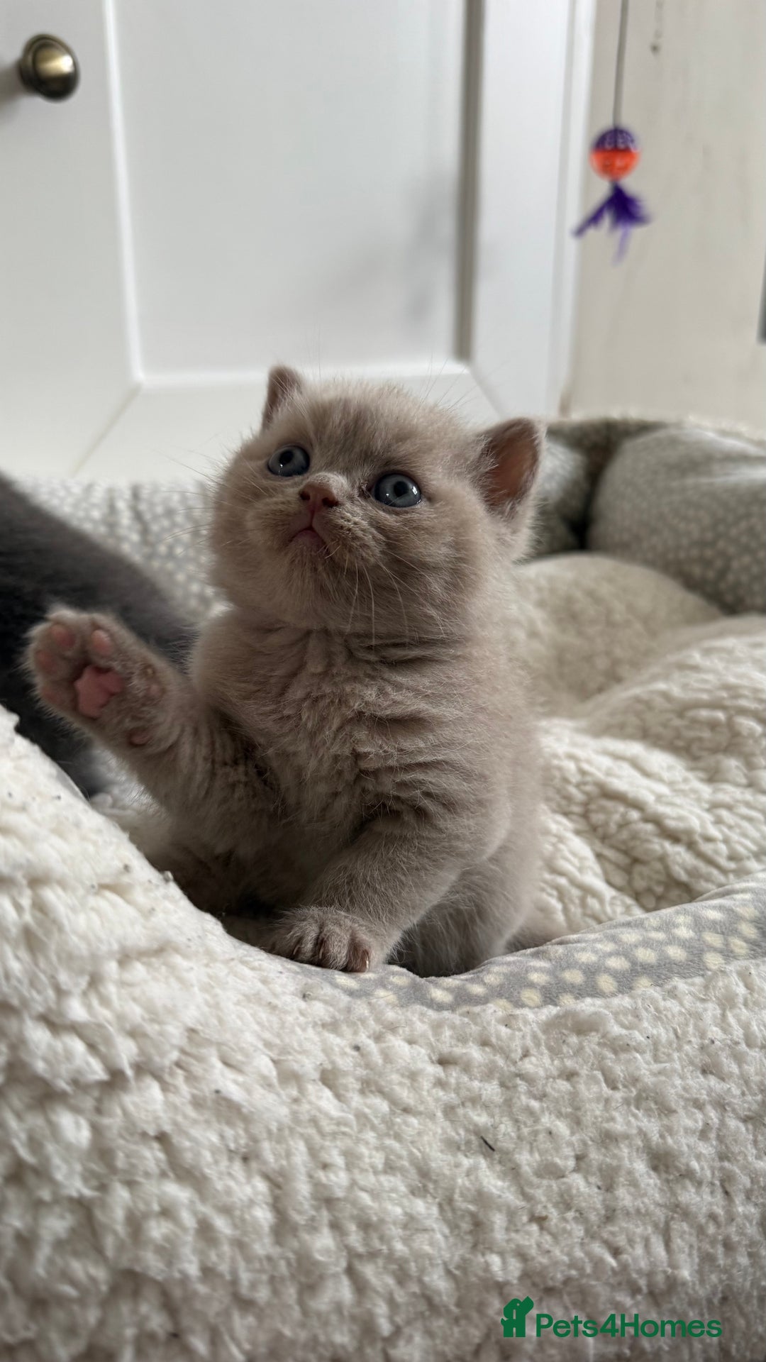 British Shorthair cats for sale: Stunning British short hair kittens  - Image 3